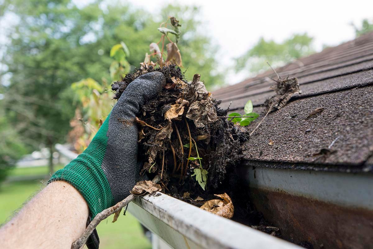 clogged gutter on shingle roof clogged gutter on shingle roof